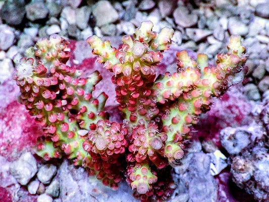 Chunky Strawberry Shortcake Acropora