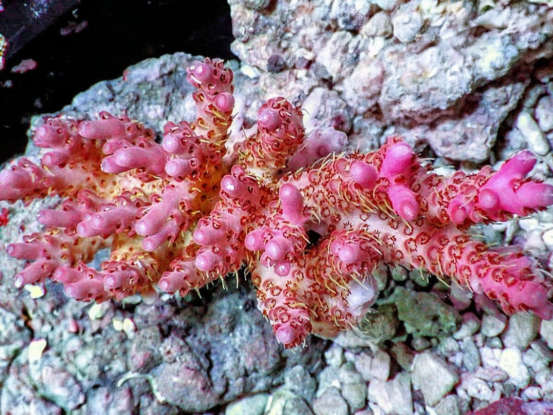 Chunky Strawberry Shortcake Acropora