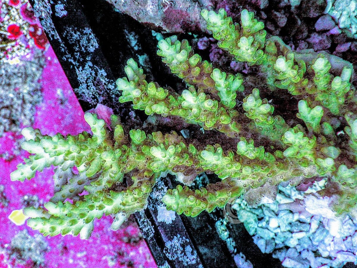 Emerald Isles Acropora