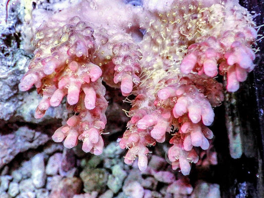 Chunky Pink tip Table Acropora