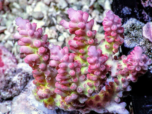 Chunky Pink tip Table Acropora
