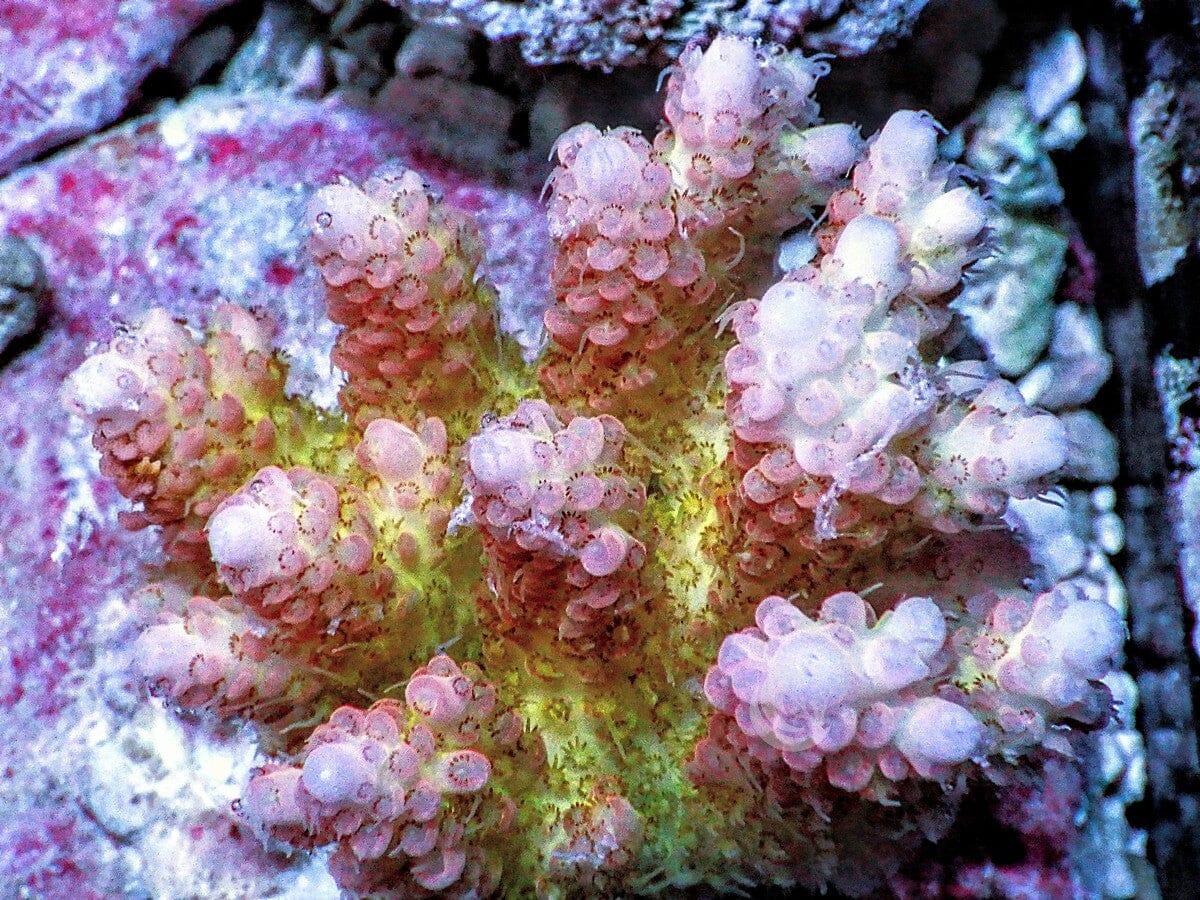 Chunky Pink tip Long Polyp Yellow Table Acropora