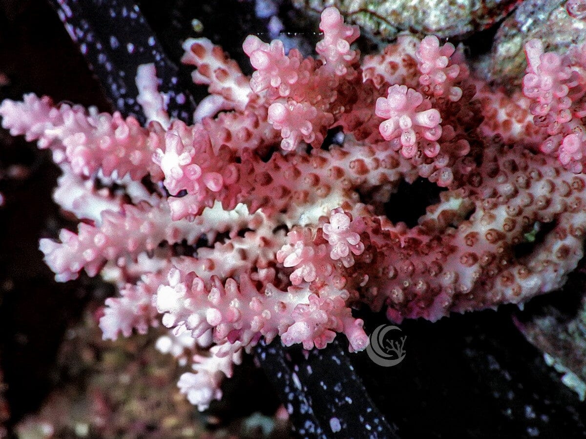 Chunky Pink Red Table Acropora