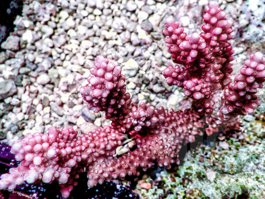 Red Staghorn Acropora