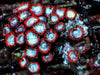 Red Skirt Blue Zoanthids
