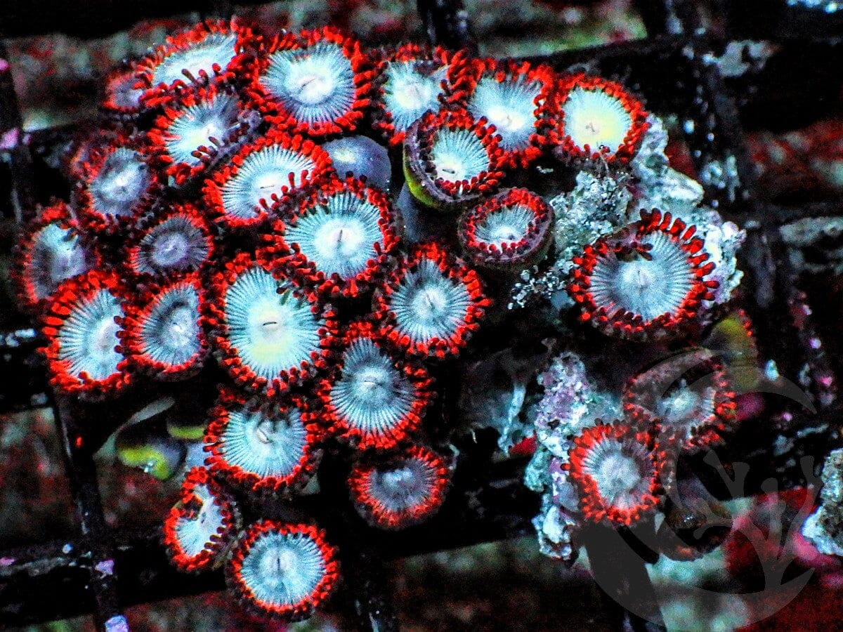 Red Skirt Blue Zoanthids