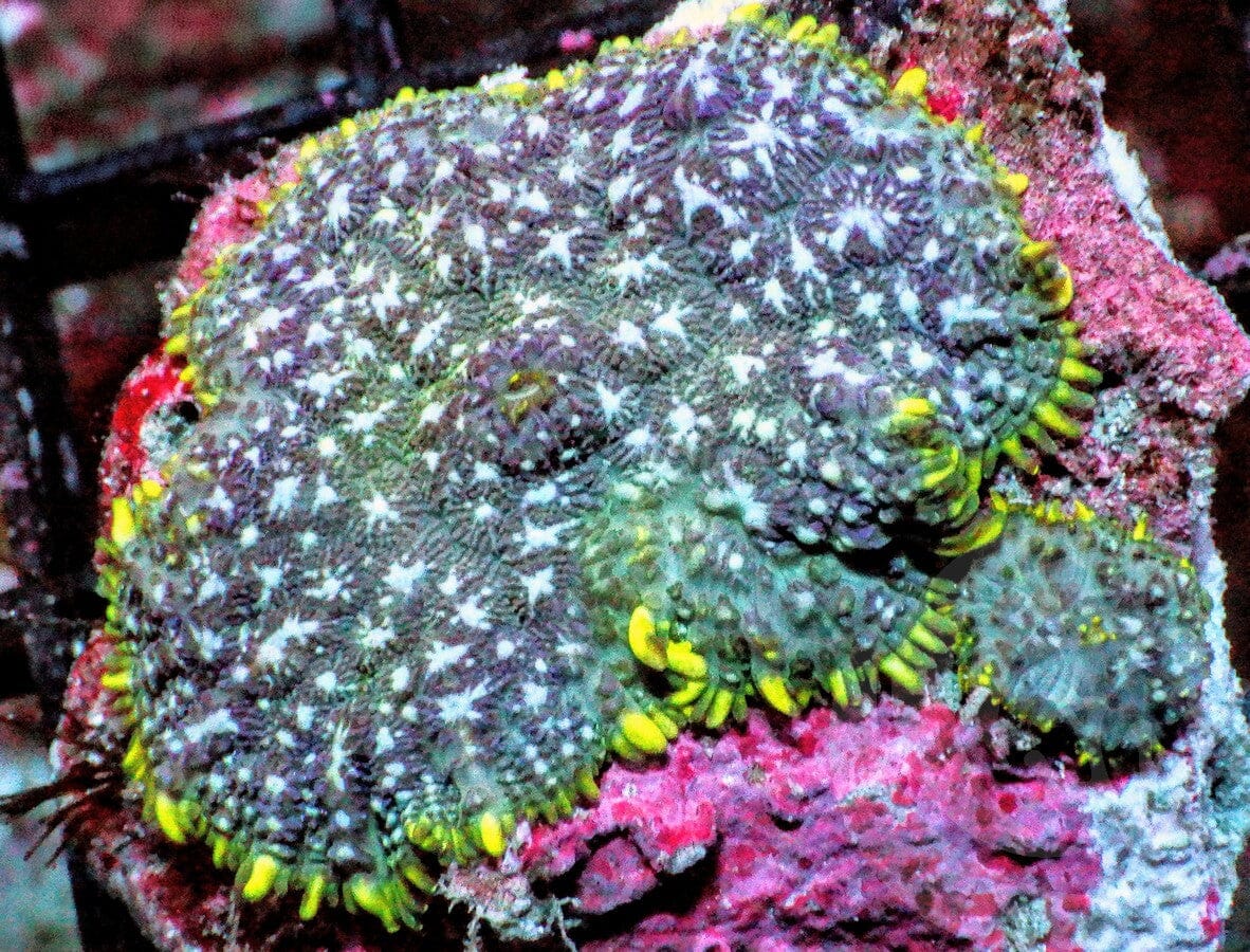 Stardust Rhodactis Mushrooms