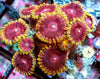 Gold Skirt Ruby Zoanthids