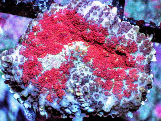 Red Rhodactis Mushroom