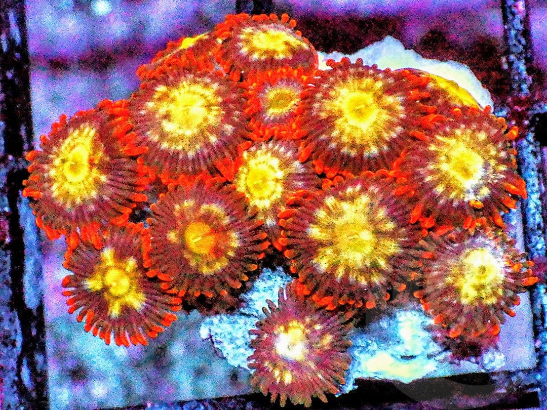 Red Skirt Gold Zoanthids