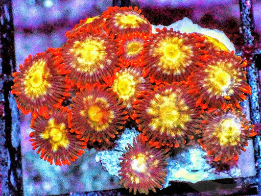 Red Skirt Gold Zoanthids