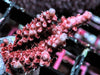 Fuzzy Pink Table Acropora