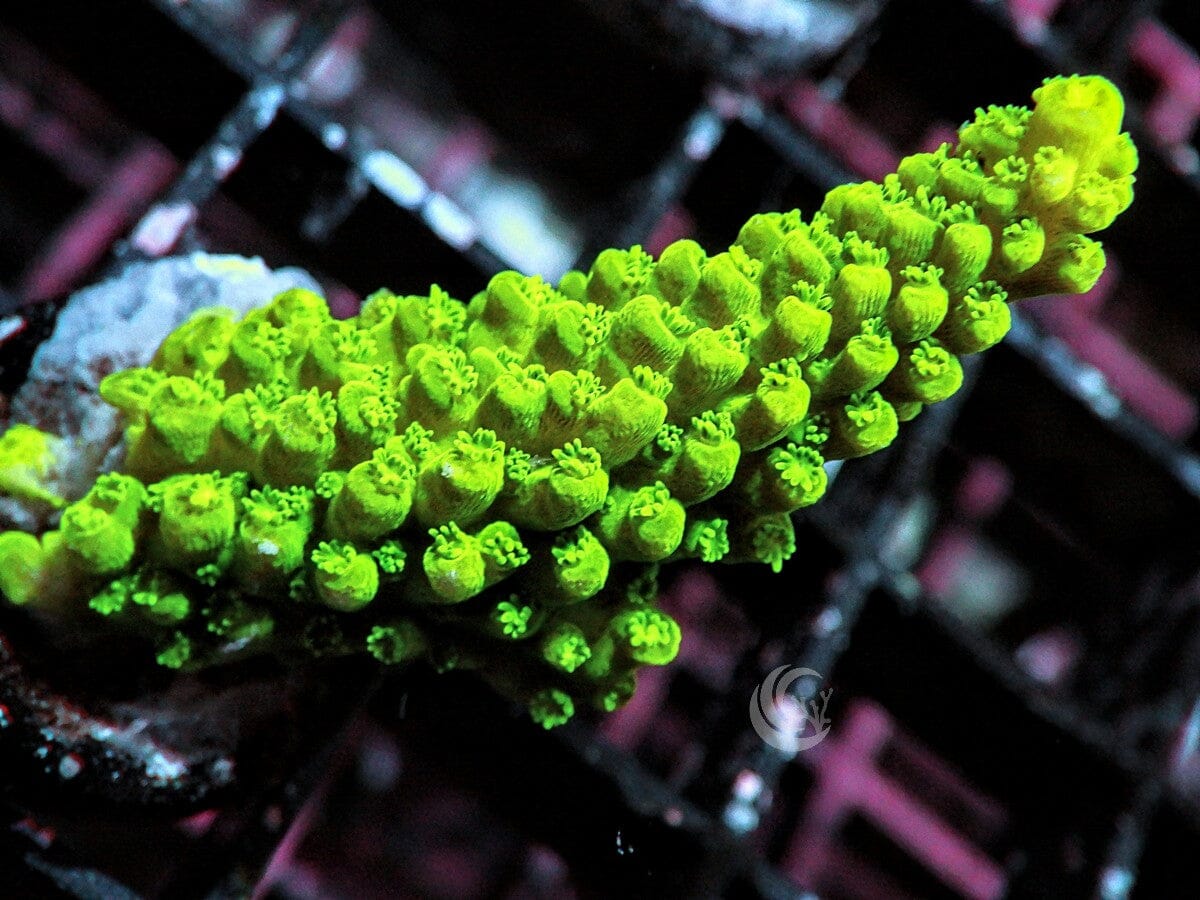 Thick Lime Staghorn Acropora