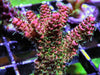 Red Hairy Acropora