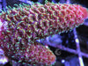 Rouge Dragonscale Acropora