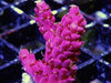 Red Table Acropora