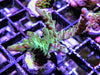 Violet tip Staghorn Acropora