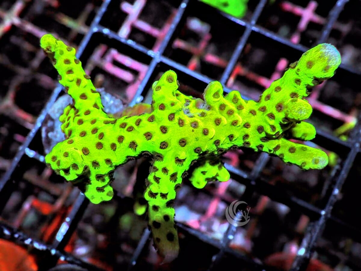 Neon Anacropora
