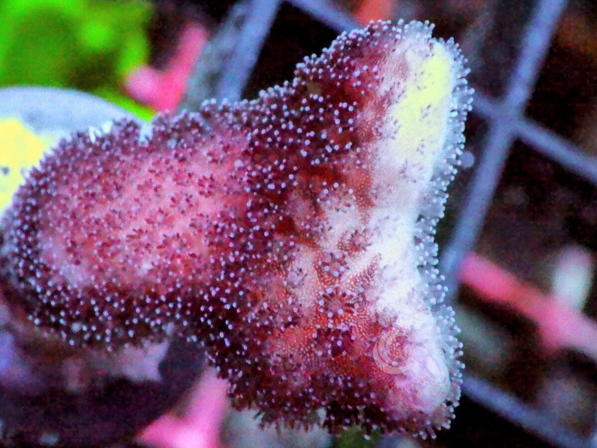 Pink-Red Stylophora