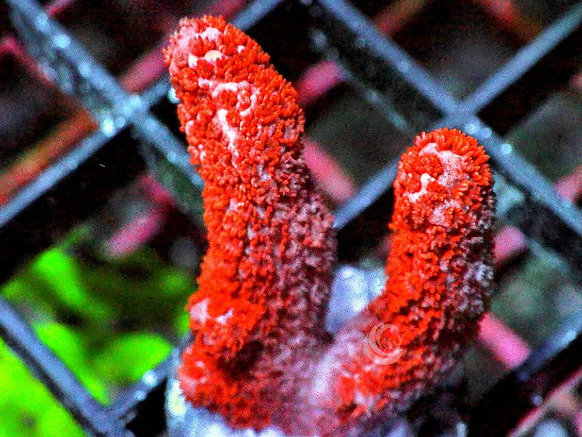 Forest Fire Branching Montipora