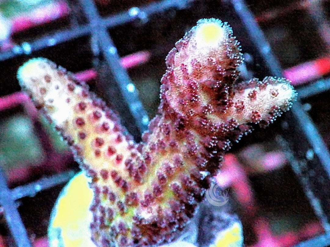 Purple Polyp Bird&