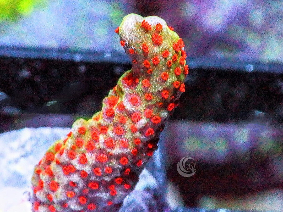 Forest Fire Branching Montipora