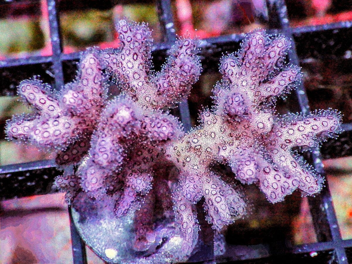 Pink Pocillopora damicornis