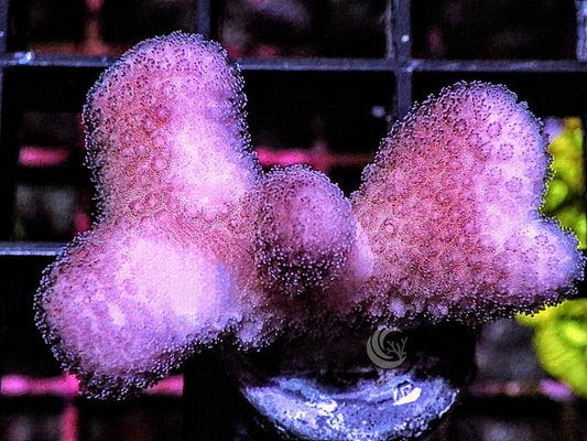 Pink Stylophora
