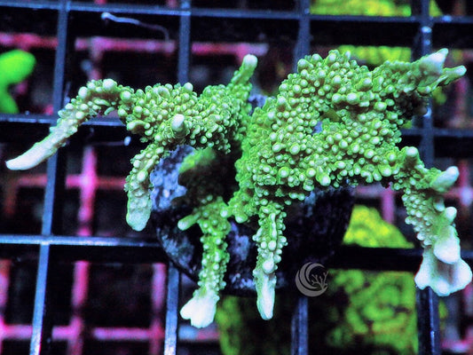 Green Branching Montipora