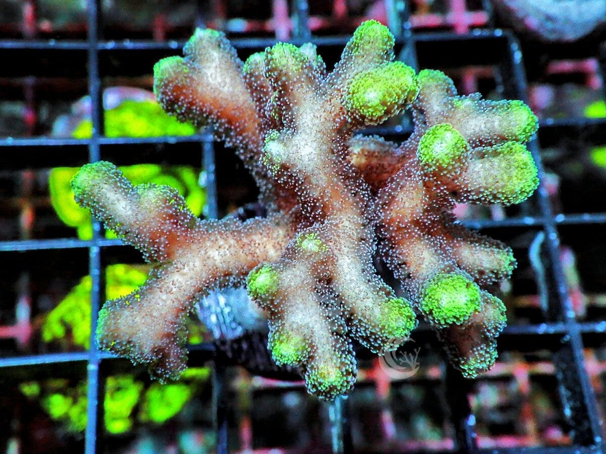 Neon Green tip Bird's Nest