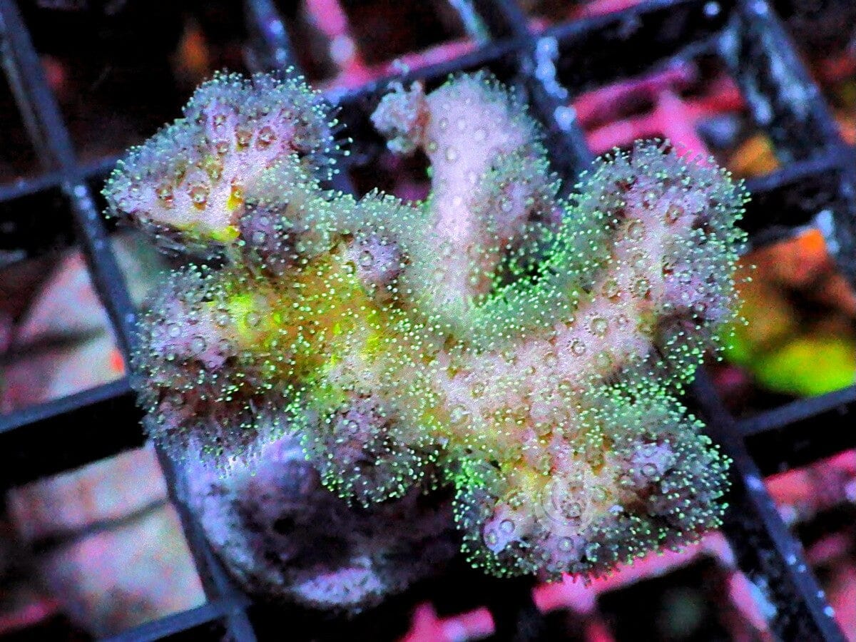 Champagne Stylophora