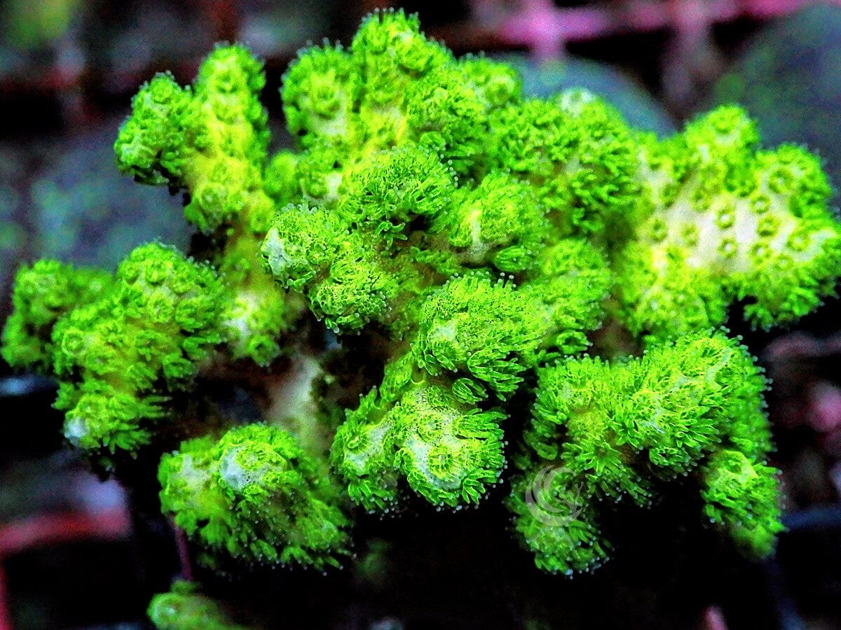 Fuzzy Lime Pocillopora