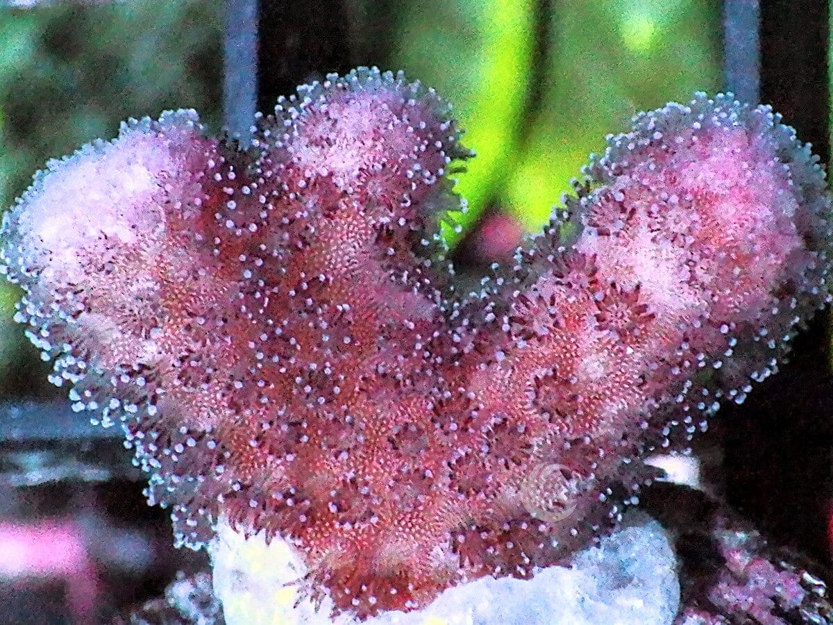 Pink-Red Stylophora