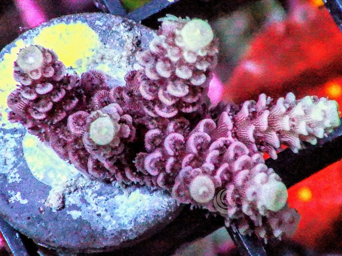 Pink-Red Acropora millepora