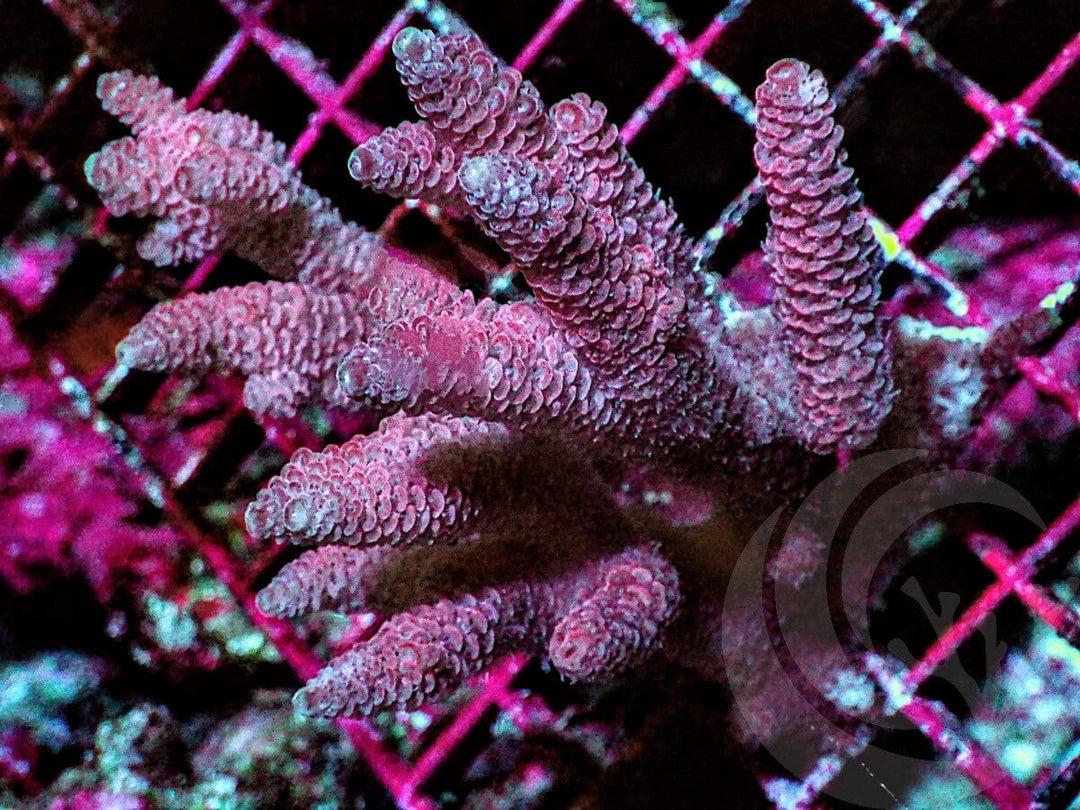 Red Acropora millepora