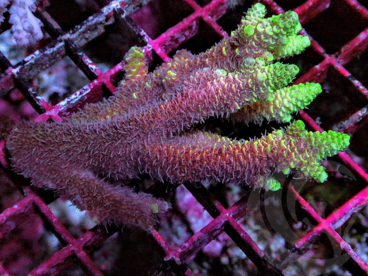 Yellow-Green tip Pink Acropora millepora