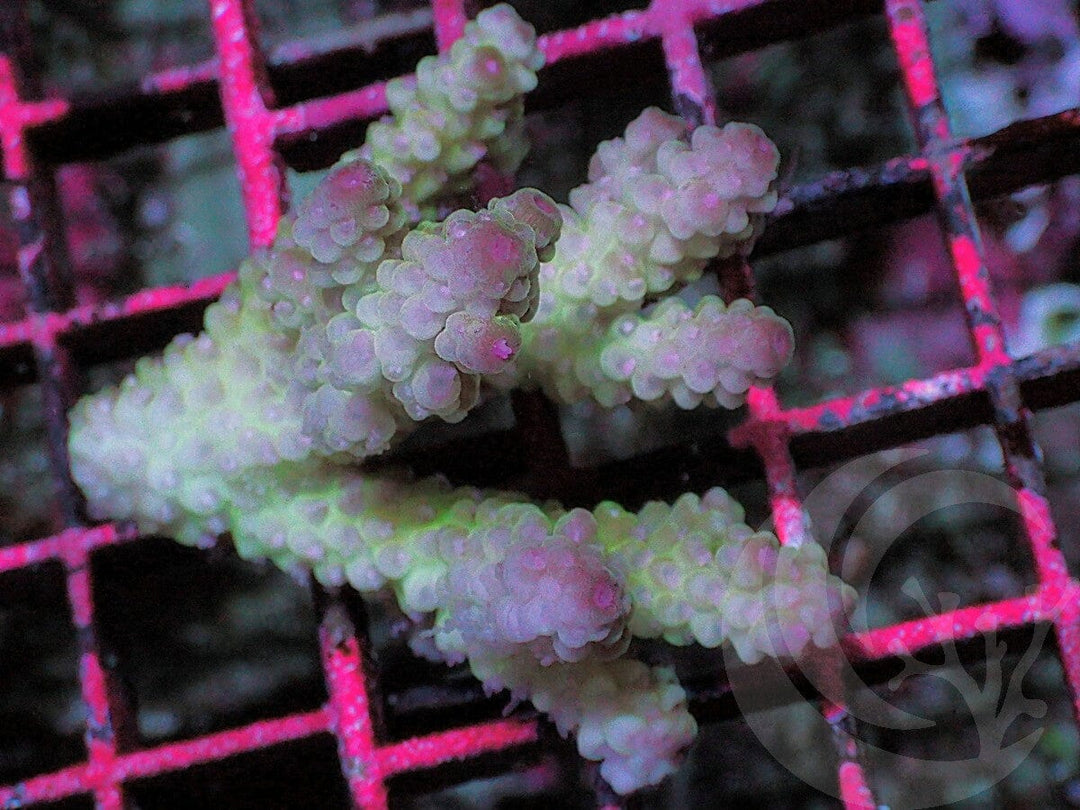 MultiColor Acropora tenuis