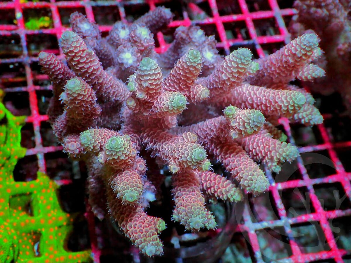 Yellow-Green tip Pink Acropora millepora