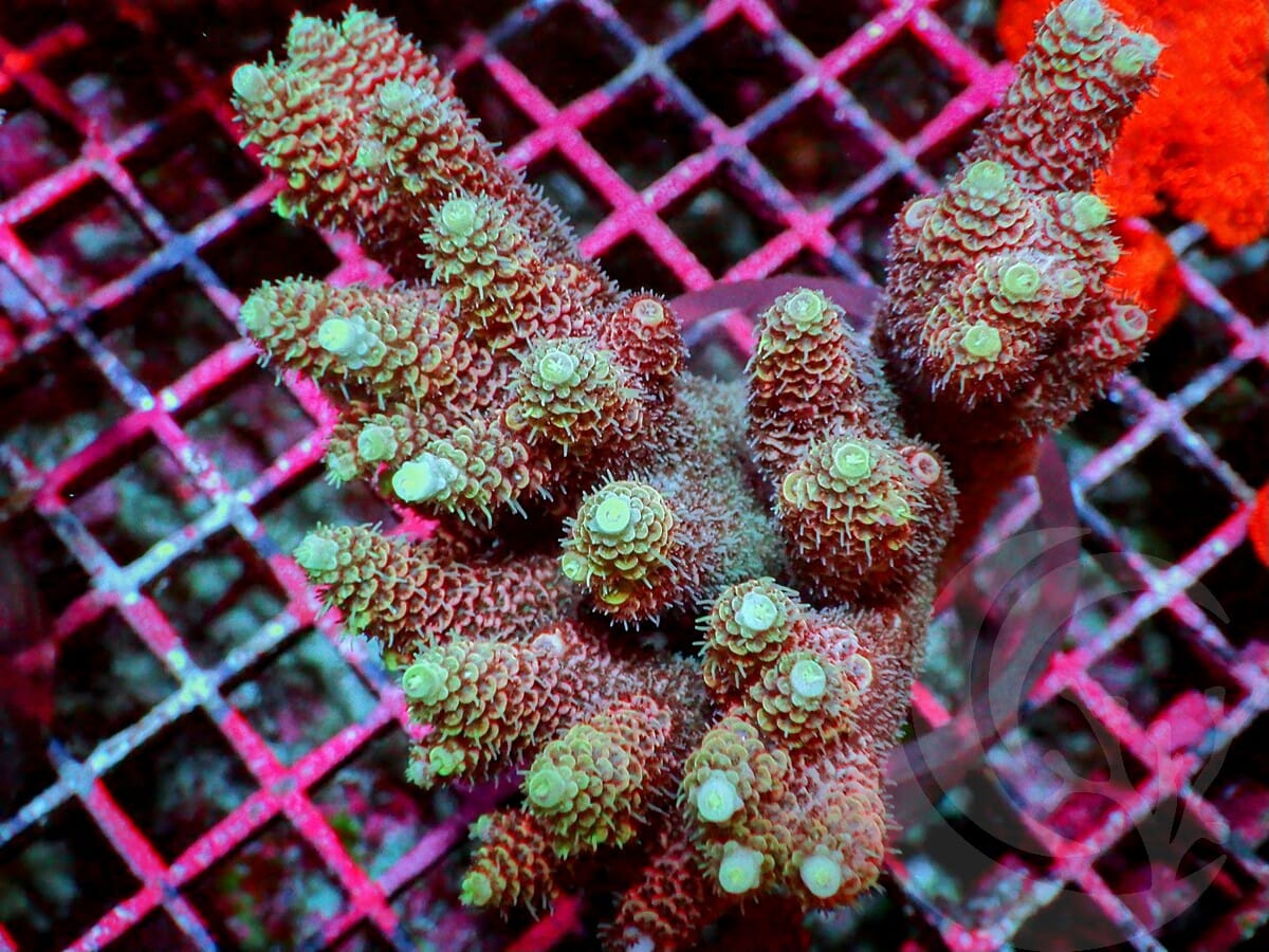 Yellow-Green tip Pink Acropora millepora