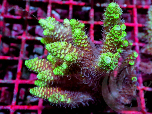 Yellow-Green tip Pink Acropora millepora