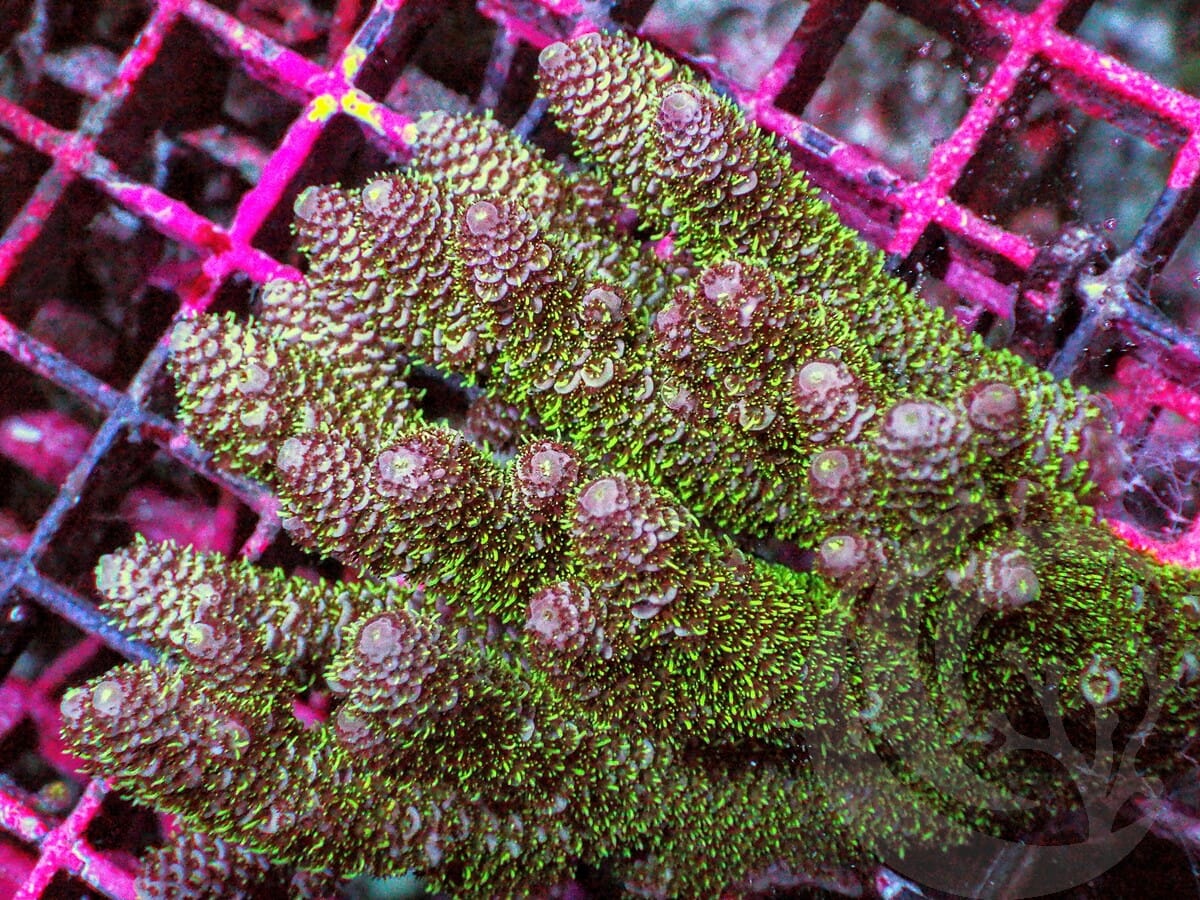 Shimmering Table Acropora