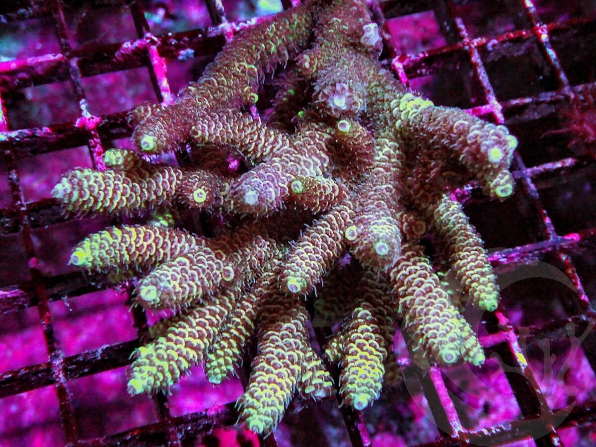 Peach Acropora millepora