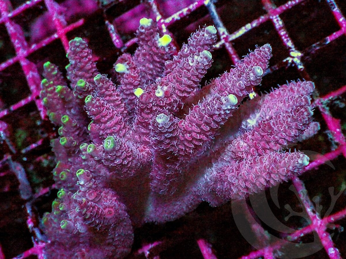 Red Acropora millepora
