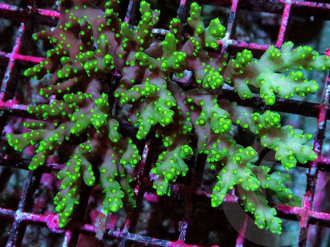 Neon Polyp Acropora