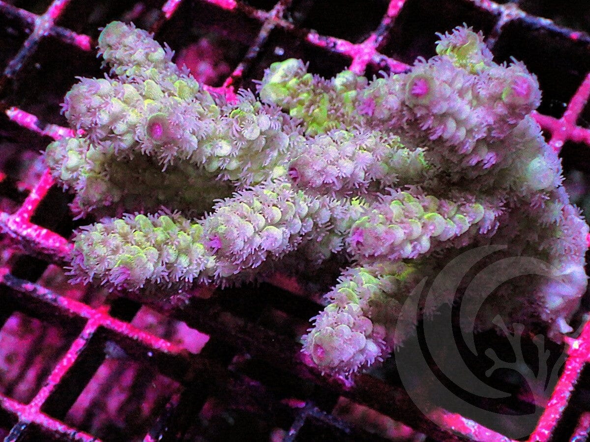 MultiColor Acropora tenuis