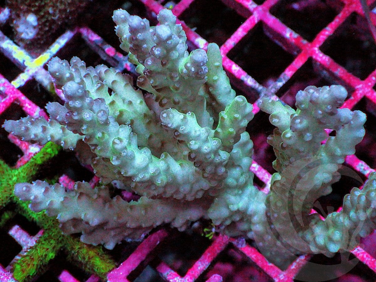 Violet tip Teal Acropora