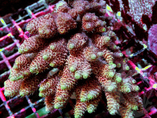 Yellow-Green tip Pink Acropora millepora