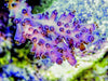 Purple Acropora