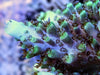 Blue-Green Acropora