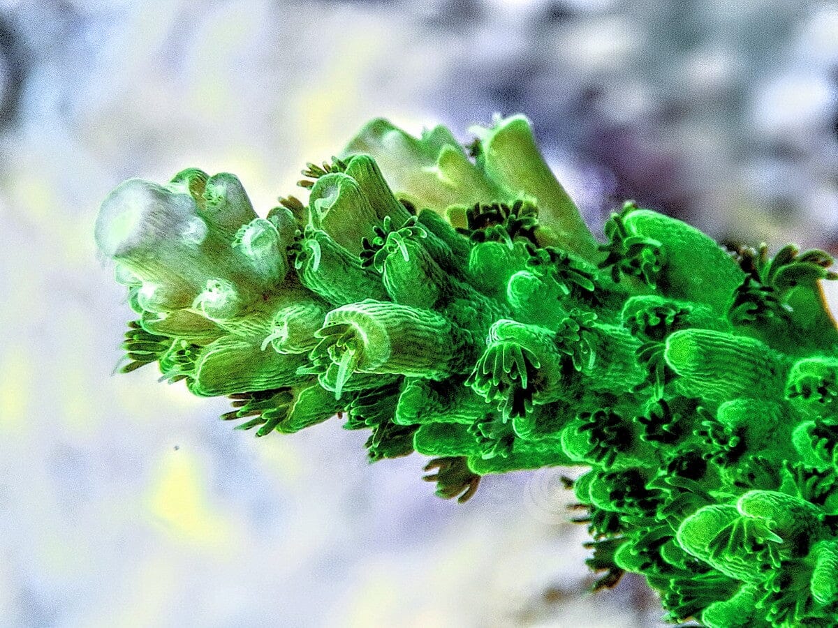 Green Slimer Acropora